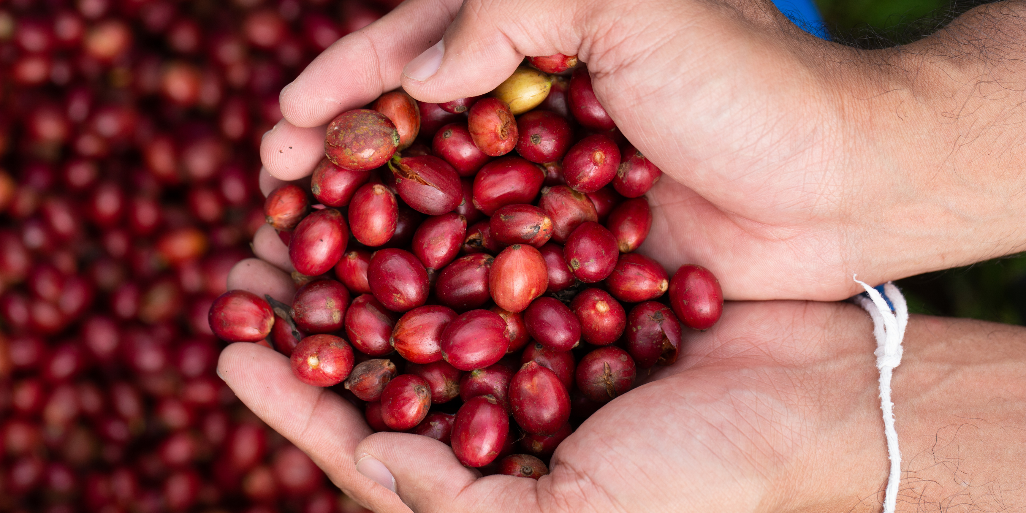 The Complete Guide to Yemeni Coffee: History, Regions and What Makes It Unique Hamdan Coffee