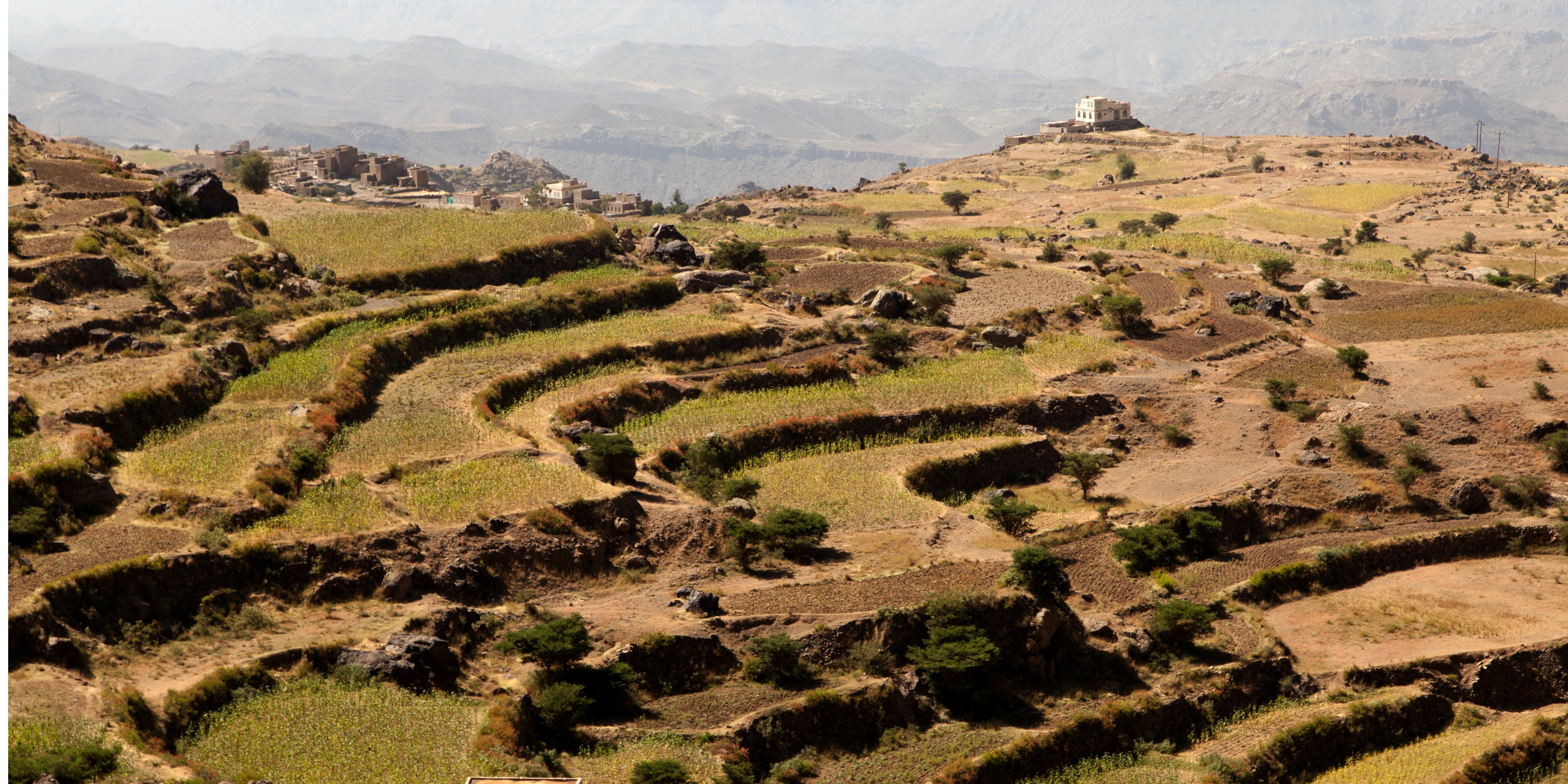 The Decline and Revival of Yemeni Coffee Production Hamdan Coffee