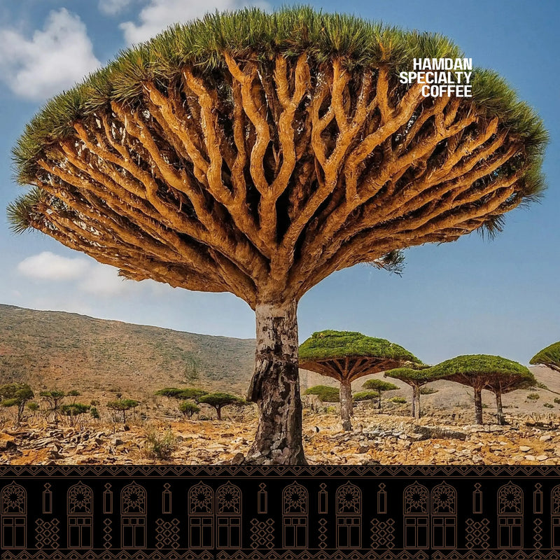 Bedouin's Brew Ground Ibrik Blend Hamdan Coffee